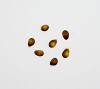 Tyrrestrup Kirsebær æblekerner